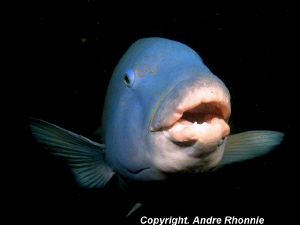 blue grouper by Andre Rhonnie 